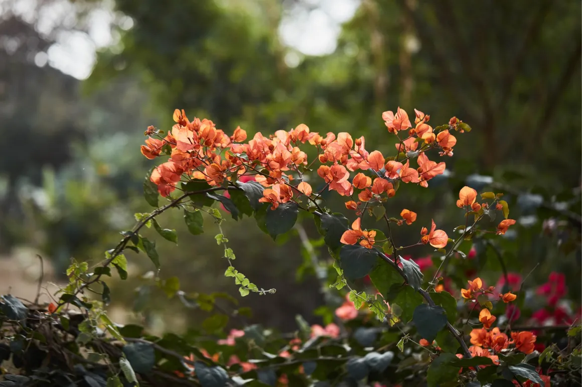 UNON garden 3