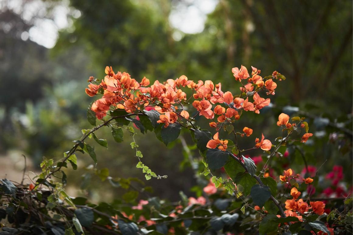 UNON garden 3