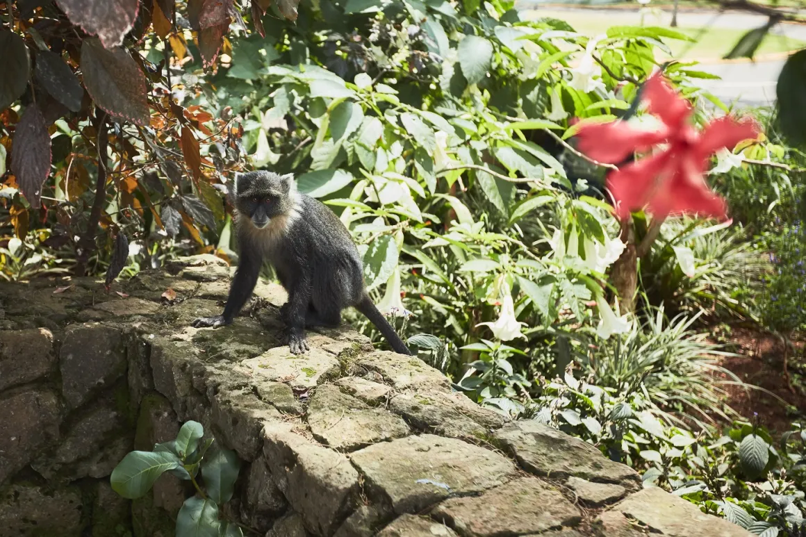 Monkey standing on a wall