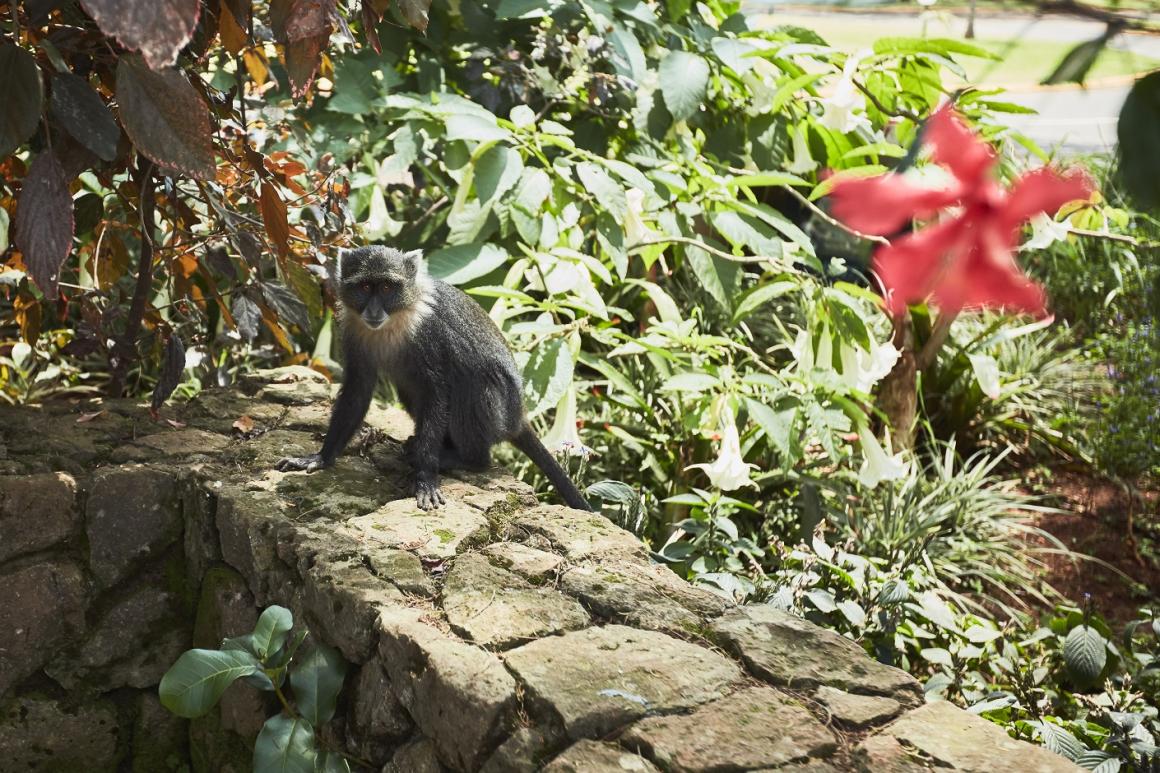 Monkey standing on a wall
