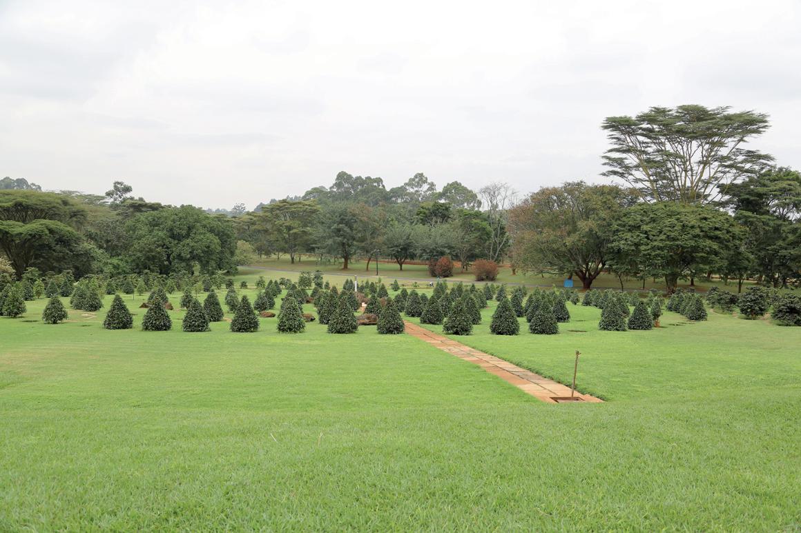 Green lawn with trees for memorial and activities